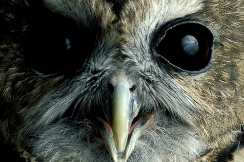 
Northern spotted owl (Strix occidentalis caurina) at the Oregon Zoo in Portland, Ore.www.joelsartore.com 
